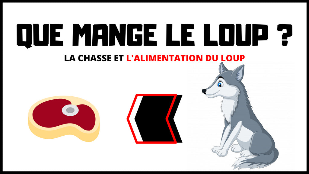 Que Mange le Loup ?